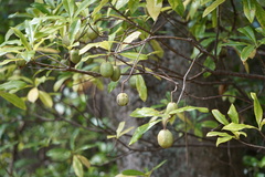 Pittosporum bracteolatum