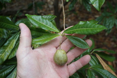 Pittosporum bracteolatum