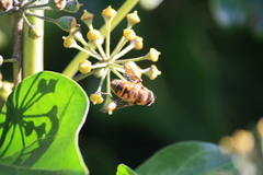 Eristalis tenax