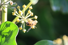 Eristalis tenax