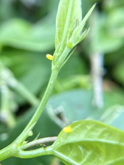 Heliconius charithonia