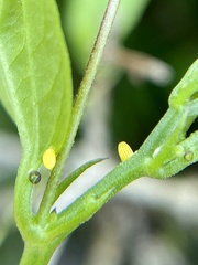 Heliconius charithonia