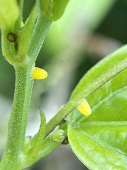 Heliconius charithonia