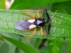 Calliclopius nigripes