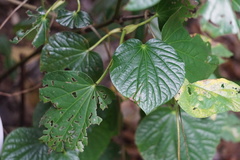 Piper excelsum psittacorum