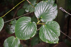 Piper excelsum psittacorum