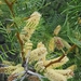 Prosopis alpataco - Photo (c) diapontiamc, some rights reserved (CC BY-NC), uploaded by diapontiamc