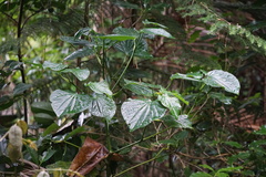 Piper excelsum psittacorum