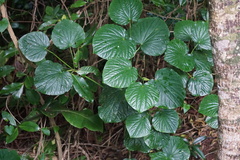 Piper excelsum psittacorum