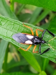 Calliclopius nigripes