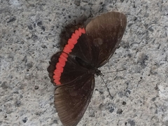Biblis
