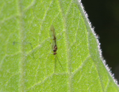 Orthotylinae