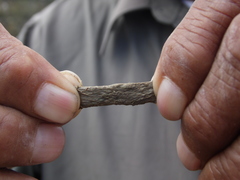 Parthenium argentatum