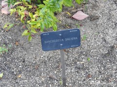Sarcococca saligna