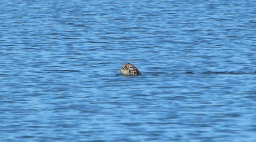 Green Sea Turtle photographed in California