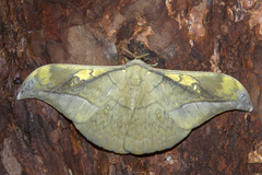 Antheraea rosieri