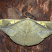 Antheraea rosieri - Photo (c) budak, some rights reserved (CC BY-NC), uploaded by budak