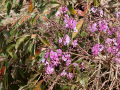 Physocalymma scaberrimum, photograph (c) Donald Davesne, some rights reserved (CC BY)