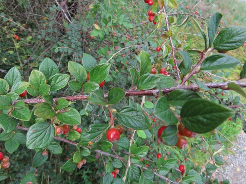 Cotoneaster dielsianus, photograph 4