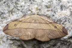 Hypochrosis hyadaria
