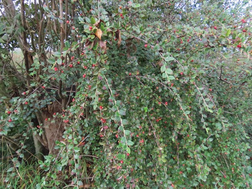 Cotoneaster dielsianus, photograph 3