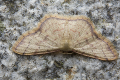 Idaea craspedota