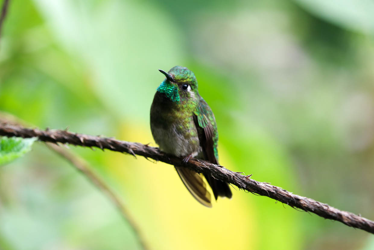 emerald  chinned hummingbird