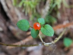 Nertera dichondrifolia