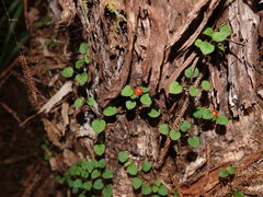 Nertera dichondrifolia