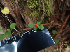 Nertera dichondrifolia