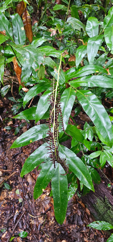 Woodland Islandfern (Olfersia cervina)