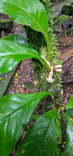 Paradrymonia ciliosa, photograph 6