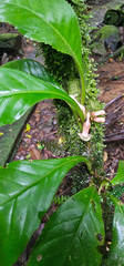 Paradrymonia ciliosa, photograph author not stated, no rights reserved