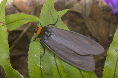 Macrobrochis borneensis