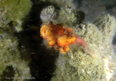 Pyura gibbosa