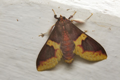 Pachynoa purpuralis