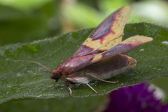 Pachynoa purpuralis