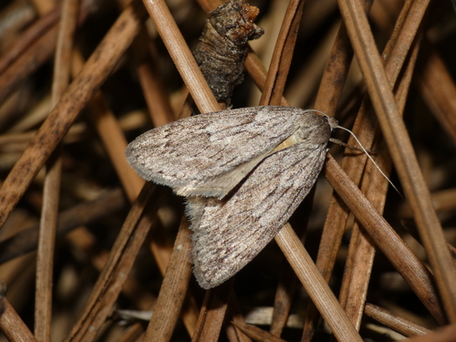 Horse Chestnut Moth