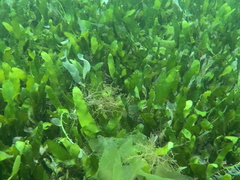 Caulerpa prolifera