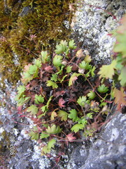 Saxifraga maderensis, photograph (c) F. Bemmerlein-Lux, some rights reserved (CC BY)