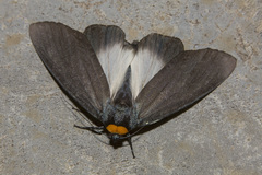 Macrobrochis borneensis