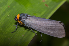 Macrobrochis borneensis