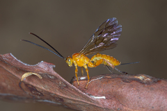 Theronia steindachneri