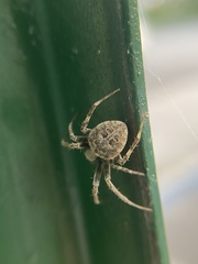 Neoscona nautica