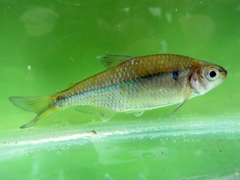 Bryconamericus iheringii