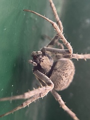 Neoscona nautica