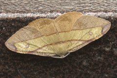 Hypochrosis hyadaria