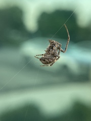 Neoscona nautica