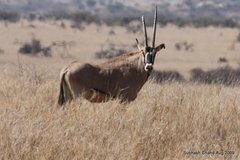 Oryx beisa