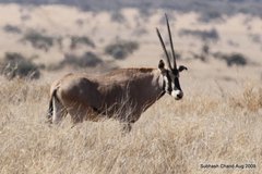 Oryx beisa